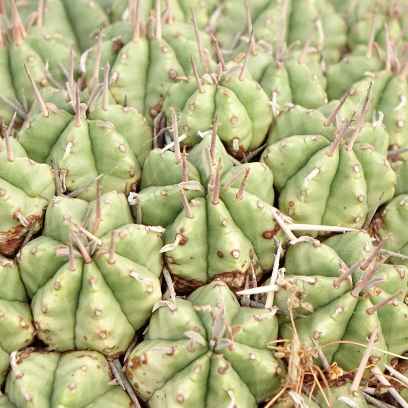 Euphorbia meloformis - Euphorbe (Foliage)