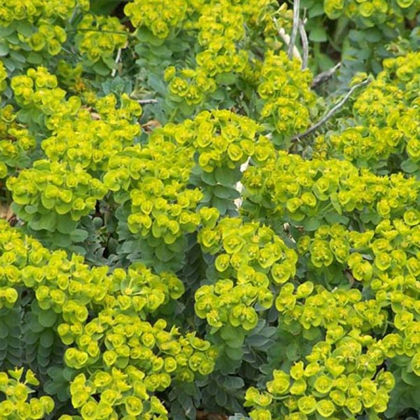 Euphorbia myrsinites - Euphorbe de Corse (Plant habit)