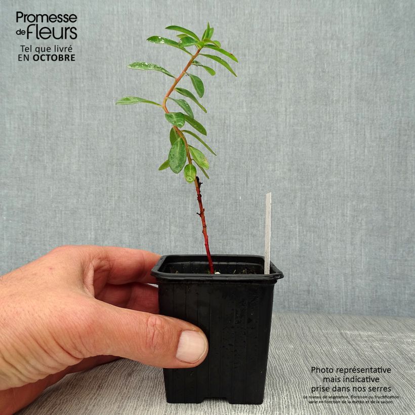 Spécimen de Euphorbia schillingii - Euphorbe schillingii Godet de 8/9 cm tel que livré en automne
