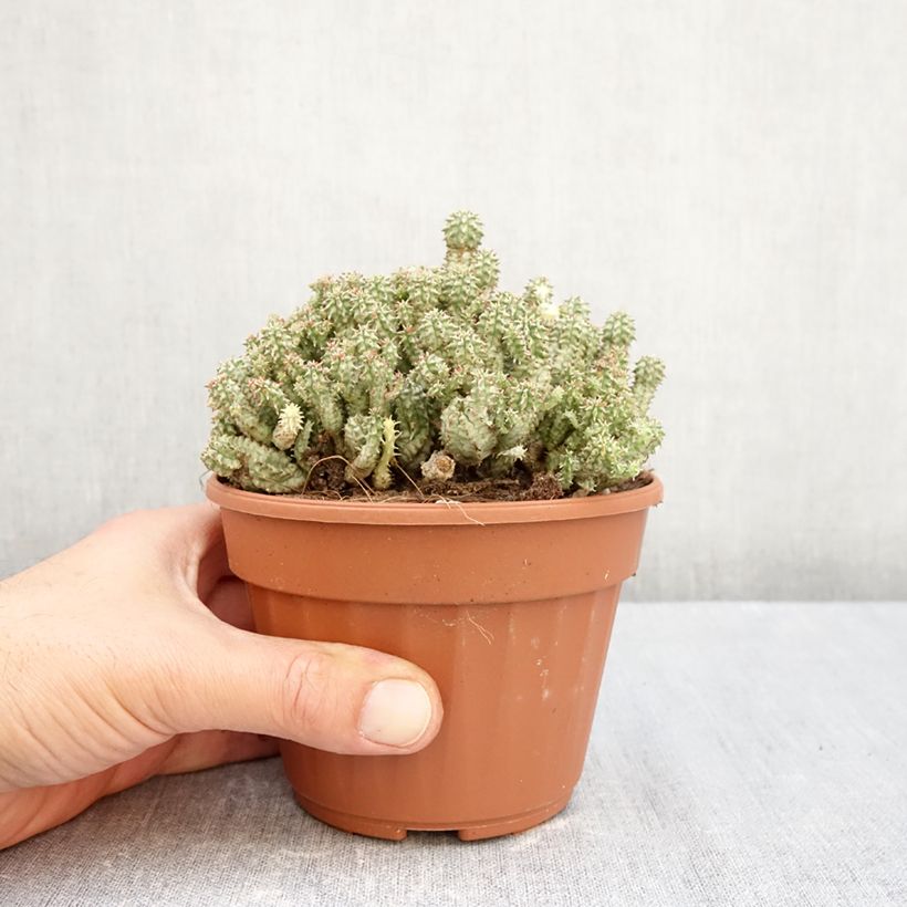 Spécimen de Euphorbia submammillaris Pot de 12 cm / 13 cm tel que livré en automne