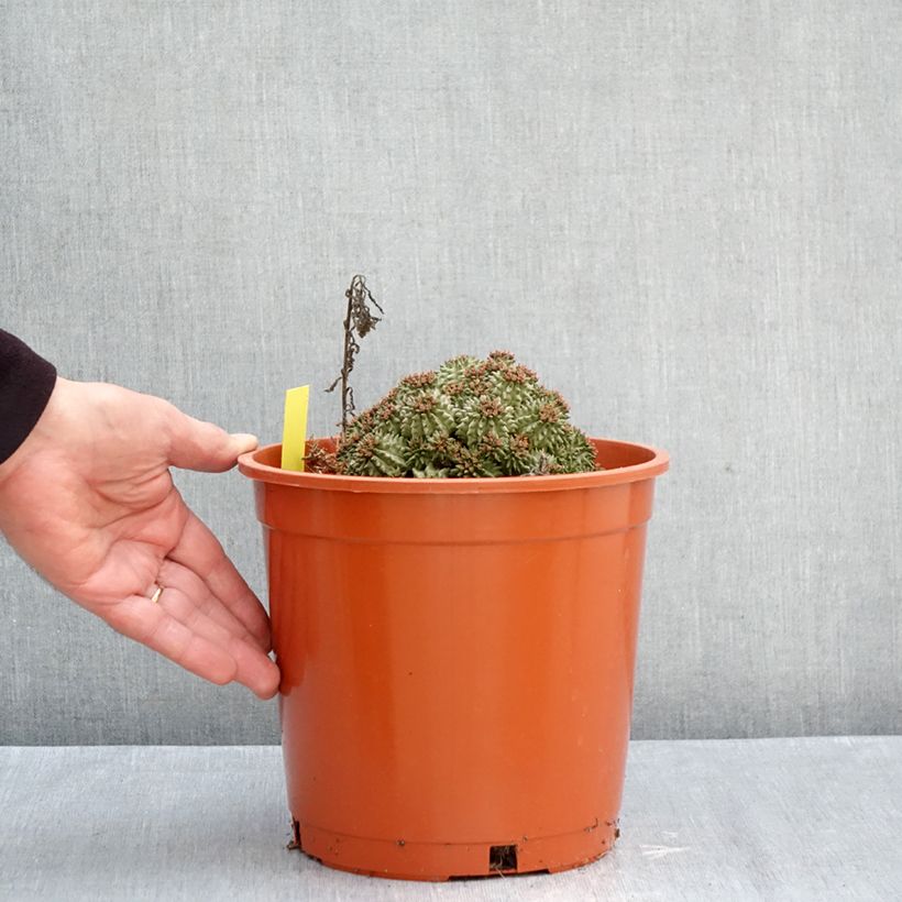 Spécimen de Euphorbia suzannae - Euphorbe Pot de 4L/5L, 15/17 diamètre tel que livré en automne