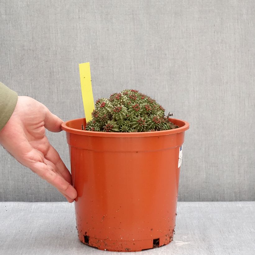 Example of Euphorbia suzannae - Euphorbe Pot de 4L/5L, 15/17 diamètre as you get in hiver