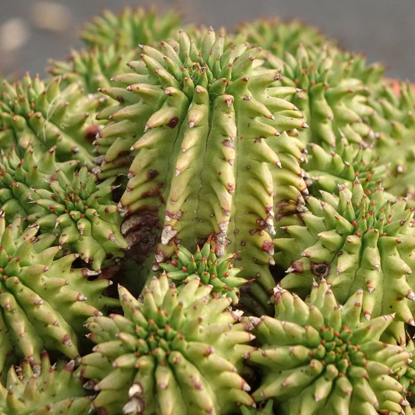Euphorbia suzannae - Euphorbe (Foliage)