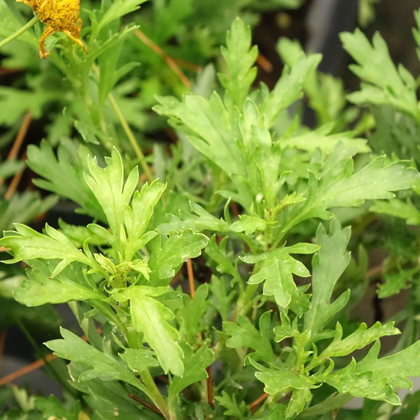 Euryops evansii  (Feuillage)