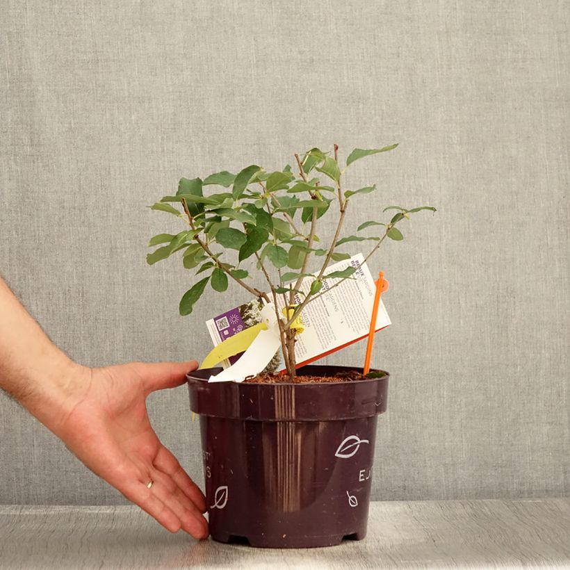 Spécimen de Exochorda Lotus Moon - Exochorde hybride - Arbre aux perles Pot de 3L/4L tel que livré en été