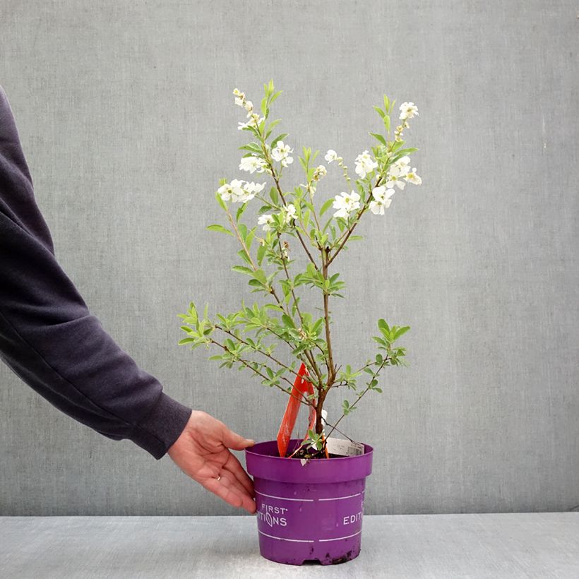 Spécimen de Exochorda Lotus Moon - Exochorde hybride - Arbre aux perles Pot de 3L/4L tel que livré au printemps