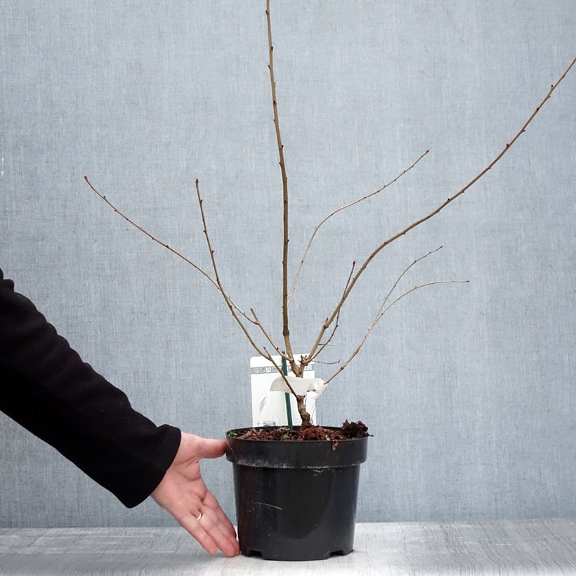 Example of Exochorda racemosa Blushing Pearl Pot de 3L/4L as you get in hiver