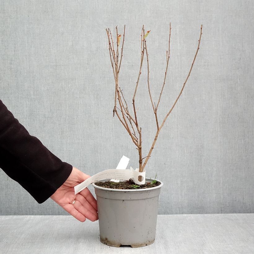 Spécimen de Exochorda racemosa Magical Springtime Pot de 2L/3L tel que livré en automne