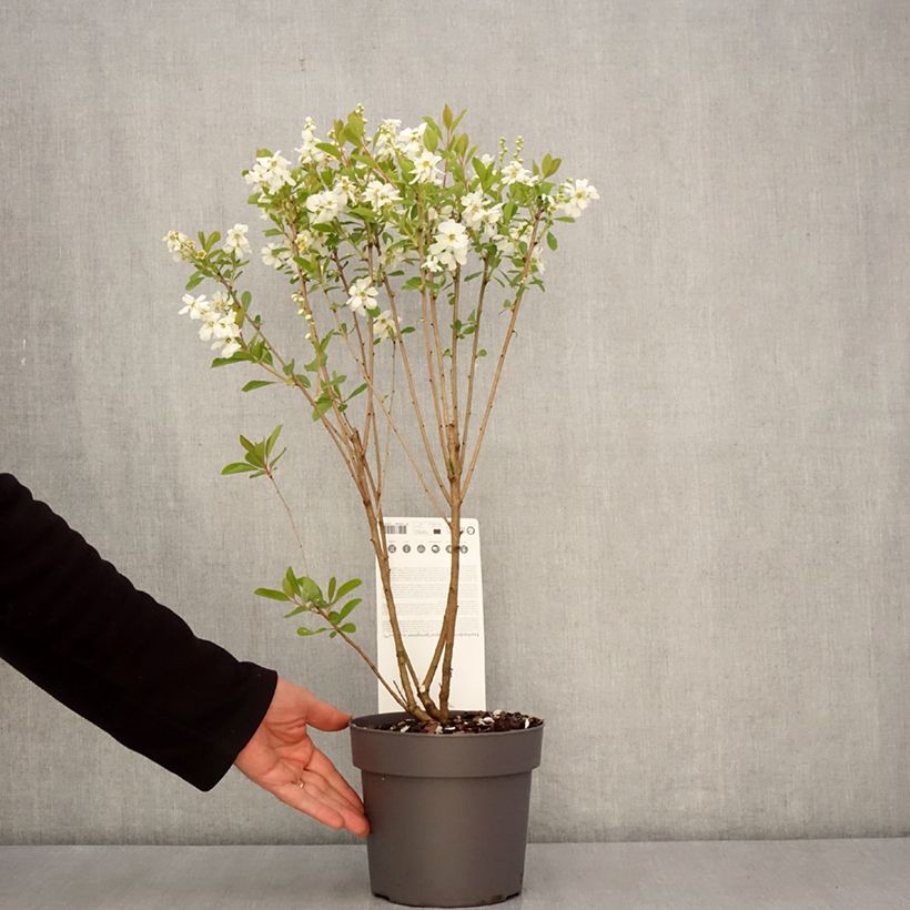 Example of Exochorda racemosa Magical Springtime Pot de 2L/3L as you get in printemps