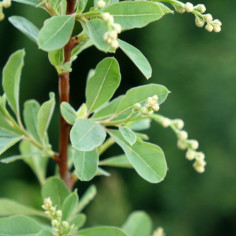 Exochorda racemosa Snow Mountain - Arbuste aux perles (Foliage)