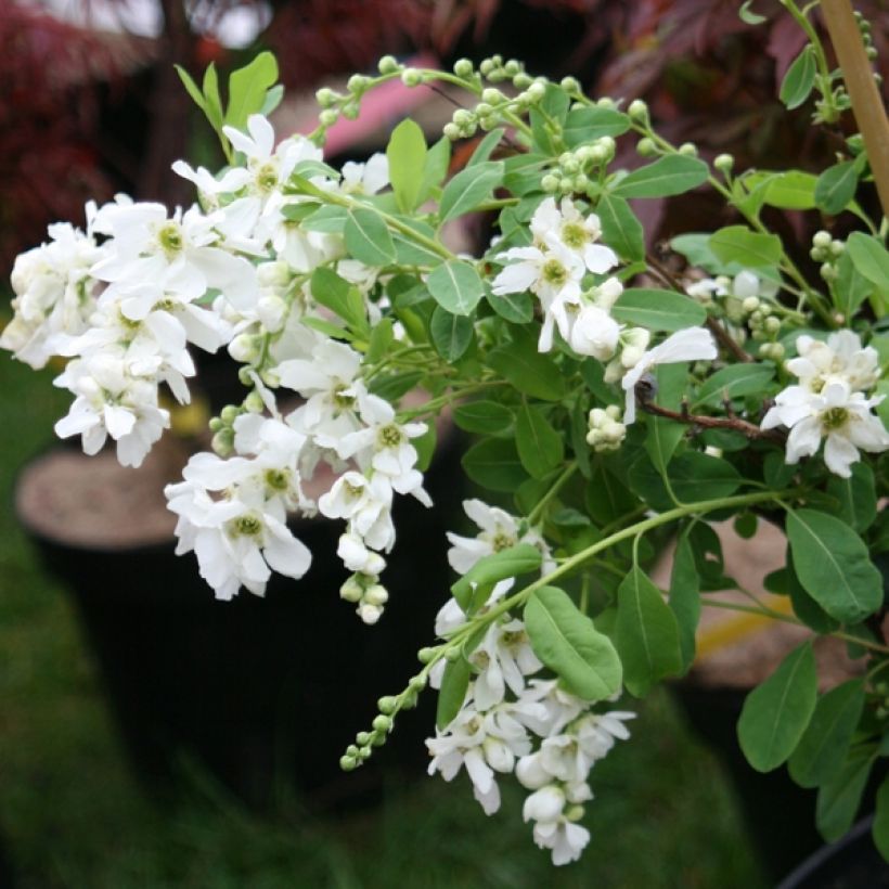 Exochorda x macrantha The Bride (Plant habit)