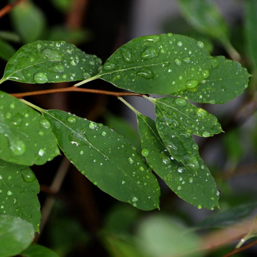 Exochorda x macrantha The Bride (Foliage)