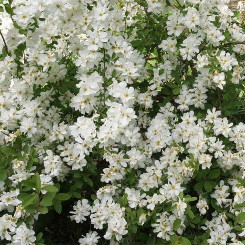 Exochorda x macrantha The Bride (Flowering)