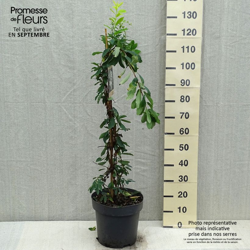 Spécimen de Exochorda x macrantha The Bride Pot de 7,5L/10L tel que livré en automne