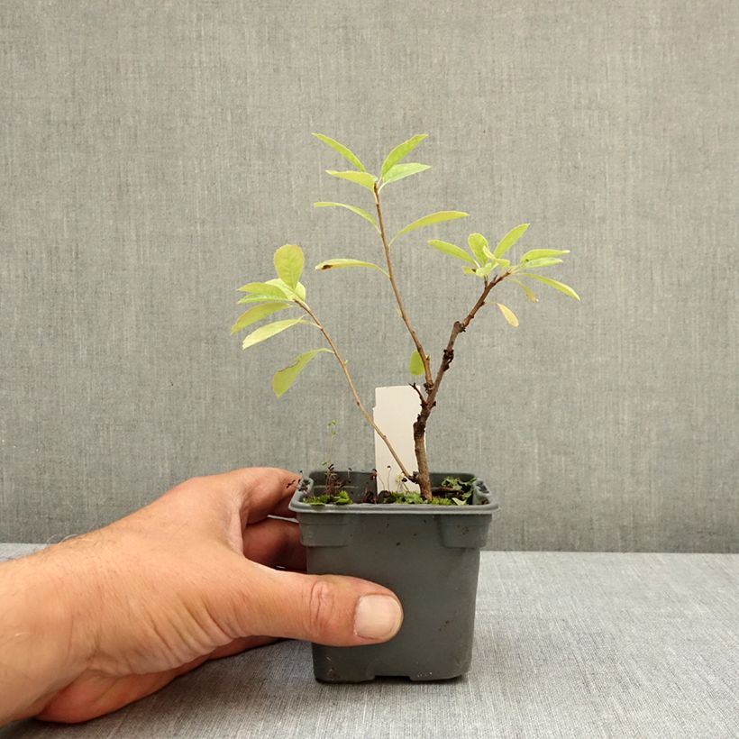 Spécimen de Exochorda x macrantha The Bride Godet de 8/9 cm tel que livré au printemps