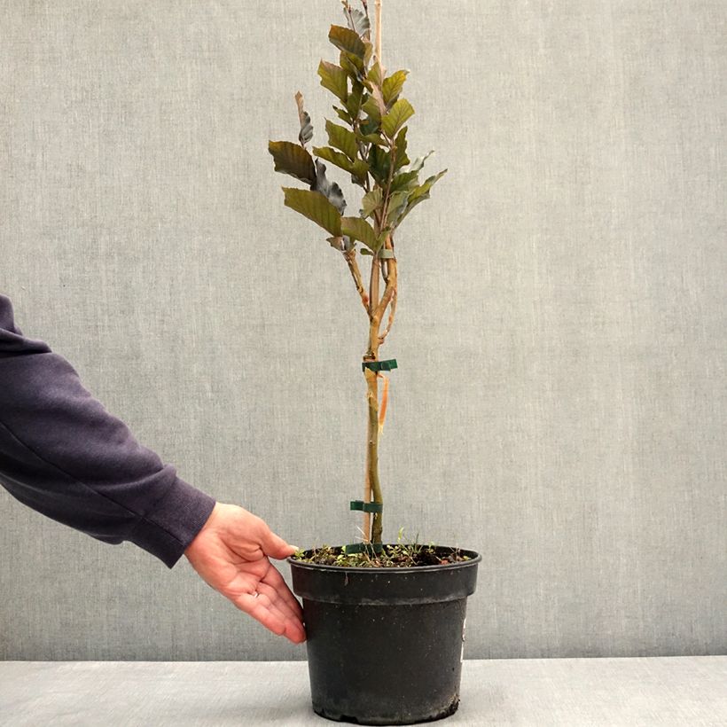 Spécimen de Fagus sylvatica Anny's Red Pillar - Hêtre pourpre colonnaire Pot de 4L/5L tel que livré en été