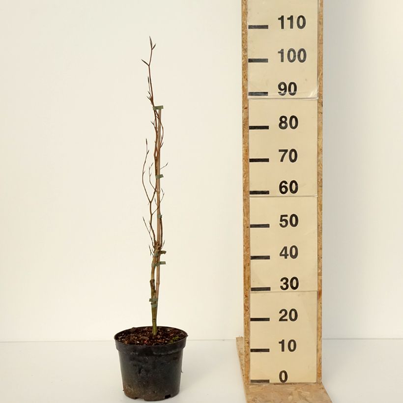 Example of Fagus sylvatica Anny's Red Pillar - Hêtre pourpre colonnaire Pot de 4L/5L as you get in hiver