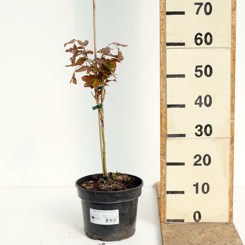 Spécimen de Fagus sylvatica Anny's Red Pillar - Hêtre pourpre colonnaire Pot de 4L/5L tel que livré au printemps
