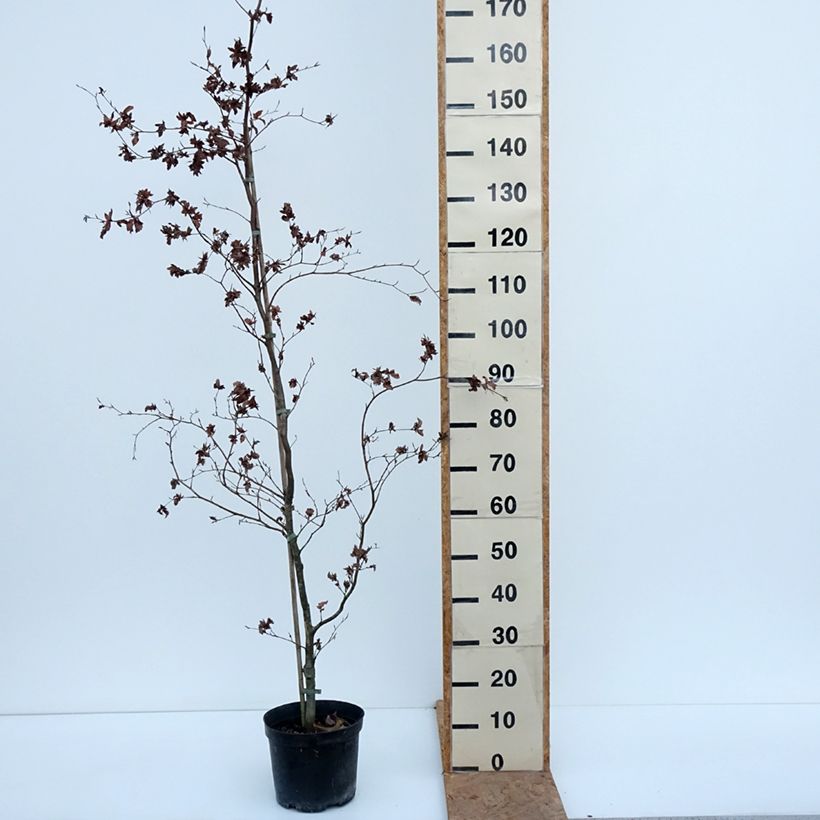 Spécimen de Fagus sylvatica Brathay's Purple - Hêtre commun Pot de 4L/5L tel que livré en automne