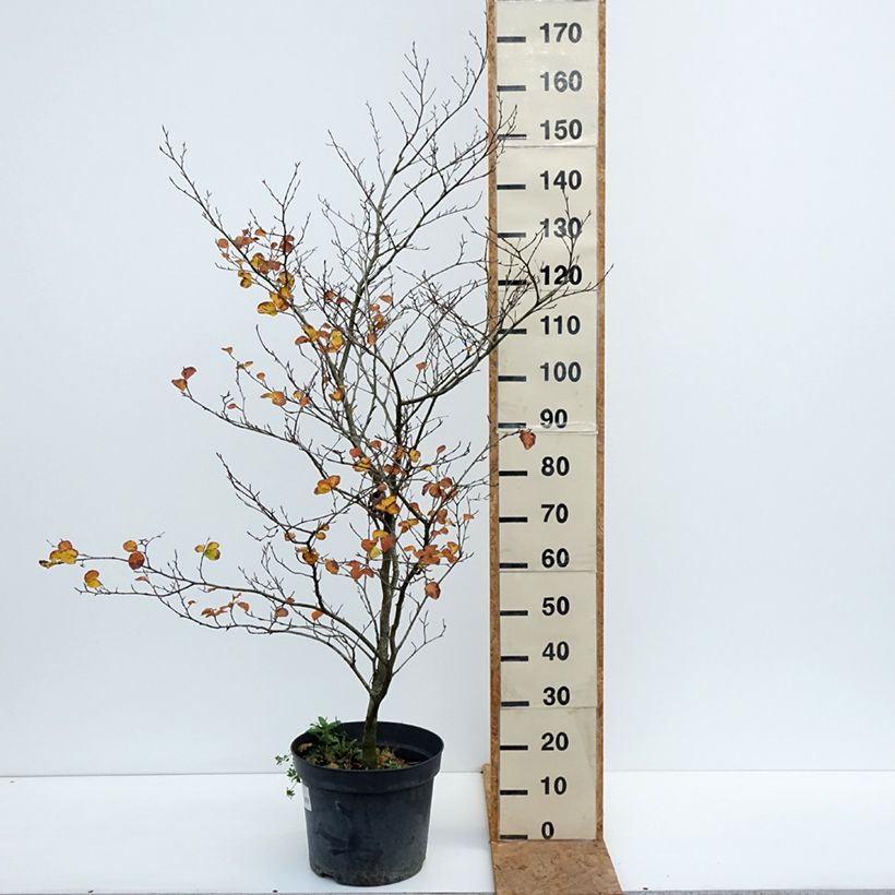 Spécimen de Fagus sylvatica Cockleshell - Hêtre commun Pot de 12L/15L tel que livré en automne