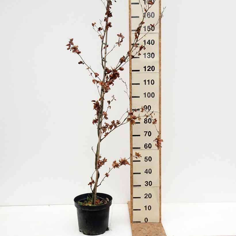 Spécimen de Fagus sylvatica Cristata - Hêtre commun Pot de 7,5L/10L tel que livré en automne