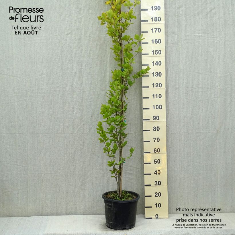 Spécimen de Fagus sylvatica Dawyck Gold - Hêtre fastigié doré Pot de 7,5L/10L tel que livré en été