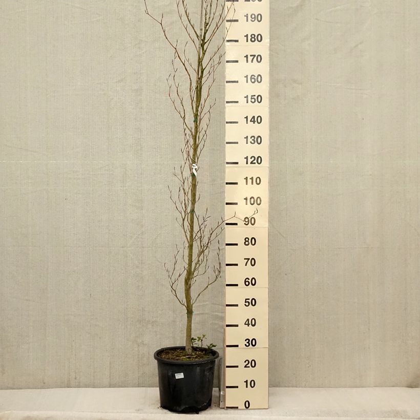 Example of Fagus sylvatica Dawyck Purple - Hêtre fastigié pourpre Pot de 12L/15L as you get in printemps