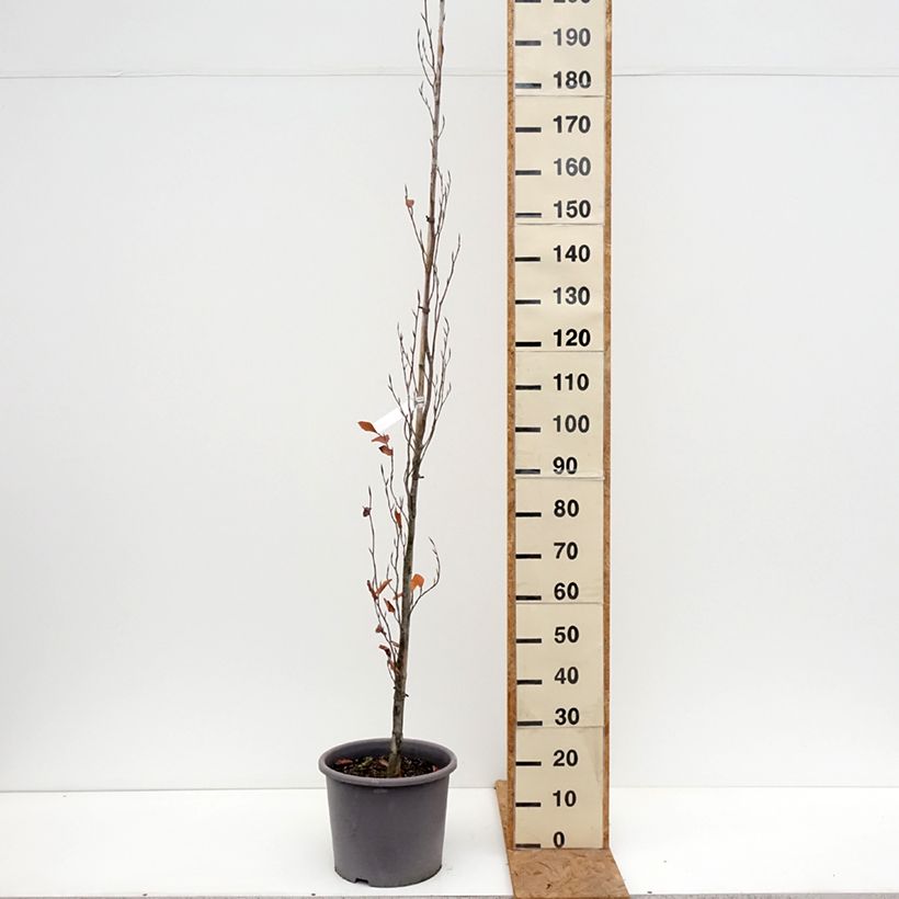 Spécimen de Fagus sylvatica Dawyck Purple - Hêtre fastigié pourpre Pot de 12L/15L tel que livré en automne