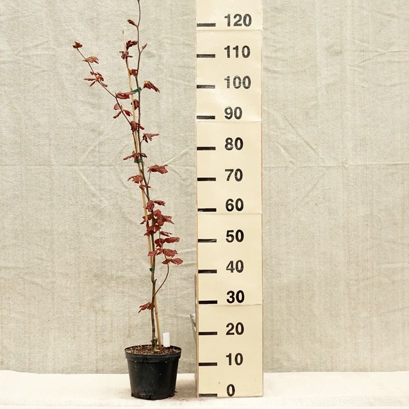 Example of Fagus sylvatica Dawyck Purple - Hêtre fastigié pourpre Pot de 2L/3L as you get in printemps