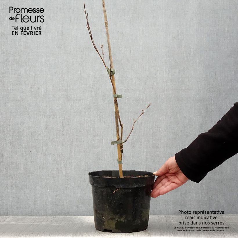 Spécimen de Fagus sylvatica f. suentelensis - Hêtre tortillard Pot de 4L/5L tel que livré en hiver