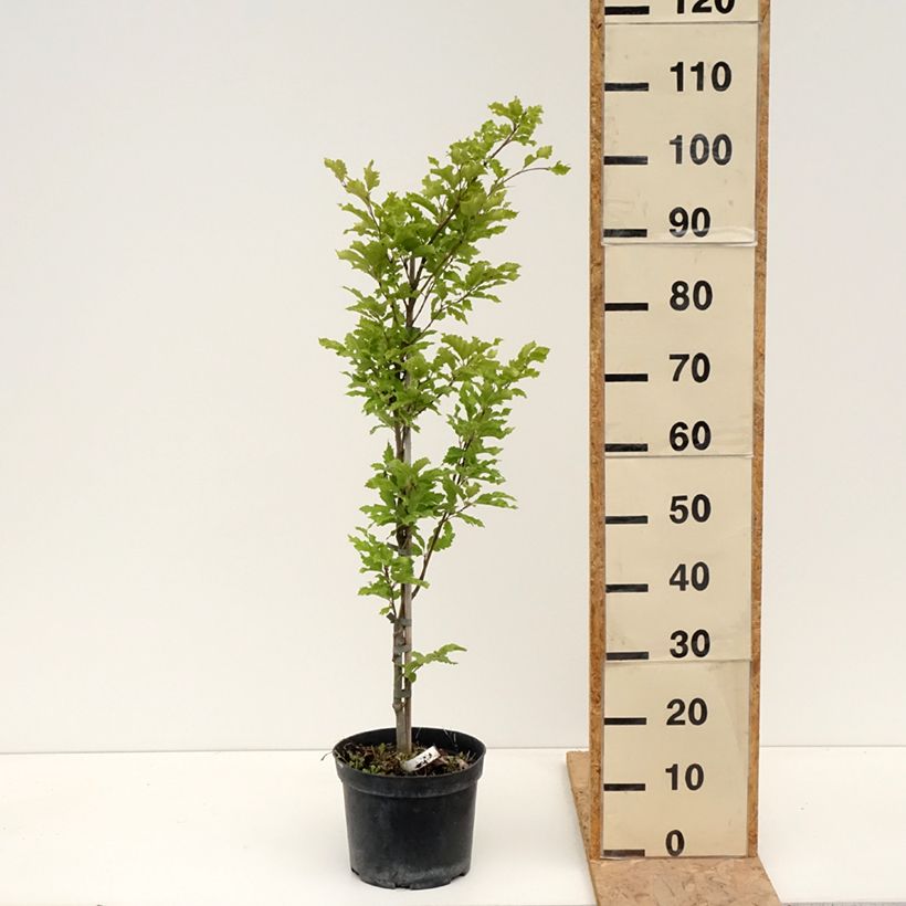 Spécimen de Fagus sylvatica Interrupta - Hêtre commun Pot de 4L/5L tel que livré au printemps