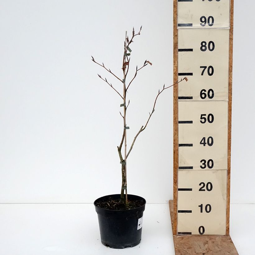 Example of Fagus sylvatica Rohan Gold - Hêtre commun doré Pot de 4L/5L as you get in hiver