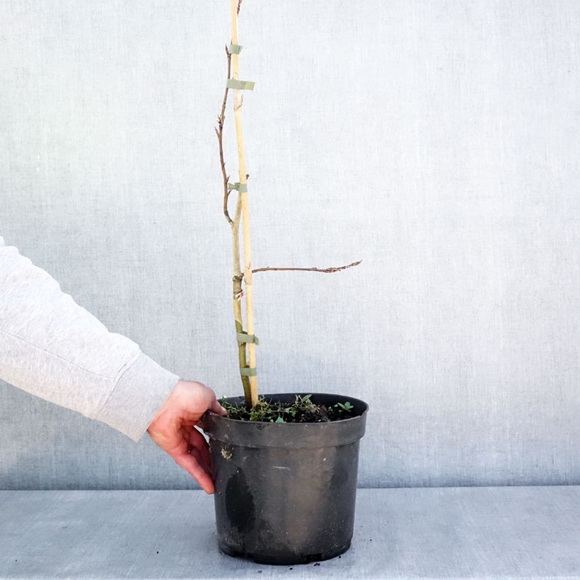 Example of Fagus sylvatica Rohan Green Weeping - Hêtre pleureur Pot de 4L/5L, Tige as you get in printemps