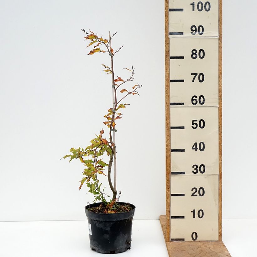 Spécimen de Fagus sylvatica Rohan Green Weeping - Hêtre pleureur Pot de 4L/5L, Tige tel que livré en automne