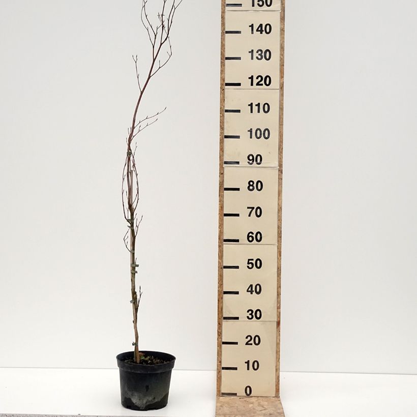 Spécimen de Fagus sylvatica Rohan Minaret - Hêtre pourpre colonnaire Pot de 4L/5L tel que livré en hiver