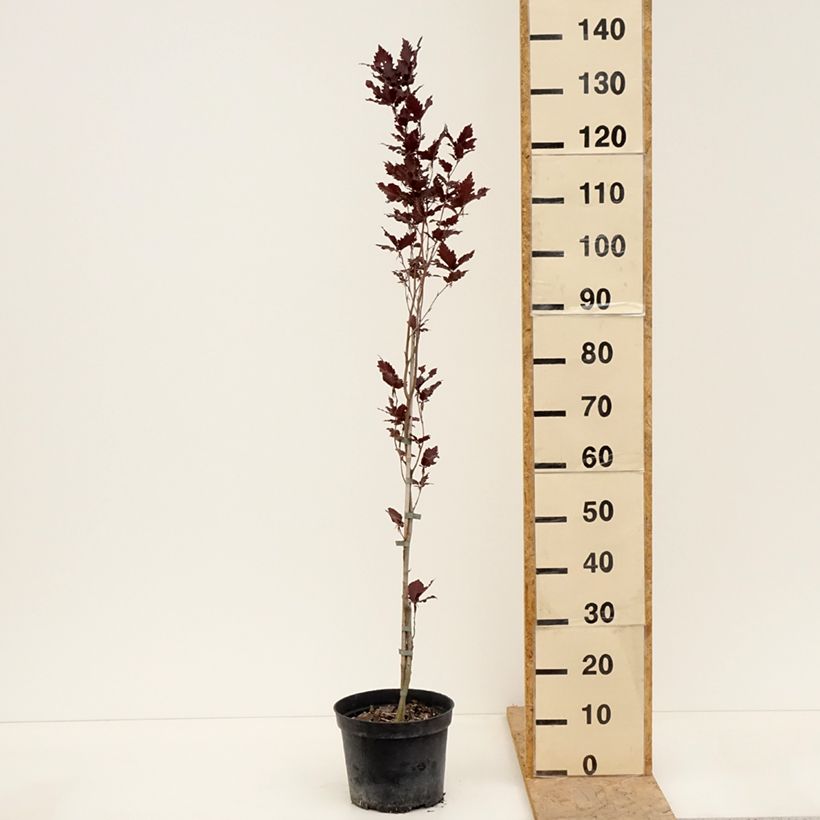 Spécimen de Fagus sylvatica Rohan Minaret - Hêtre pourpre colonnaire Pot de 4L/5L tel que livré au printemps