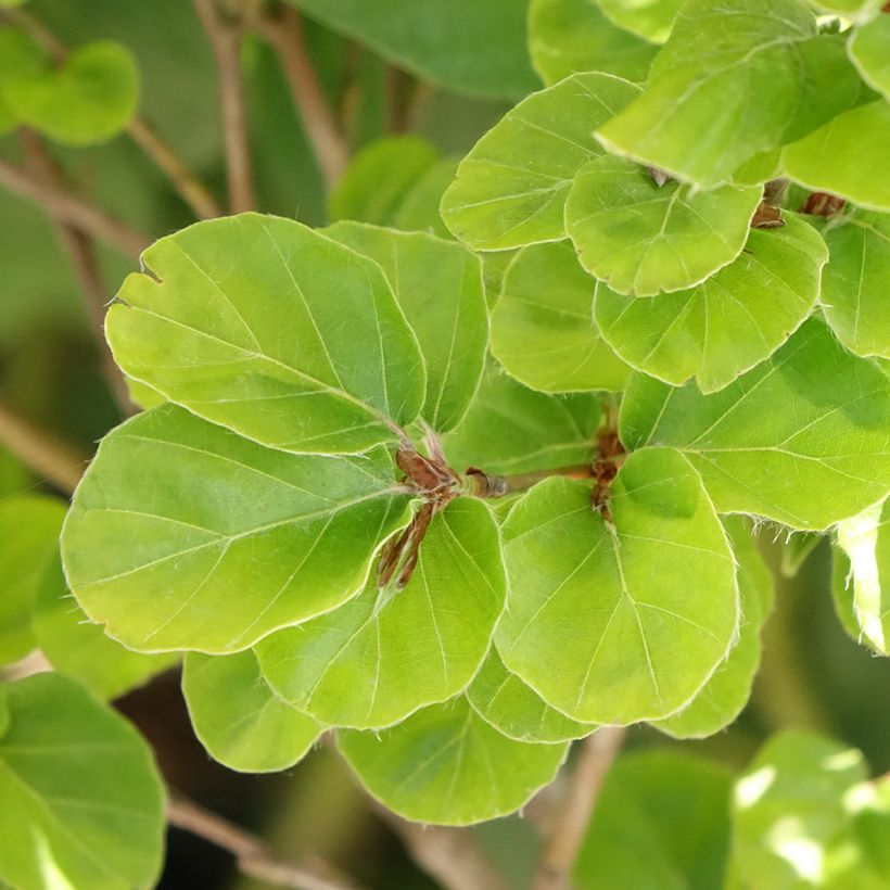 Fagus sylvatica Rotundifolia - Hêtre commun à feuilles rondes (Feuillage)
