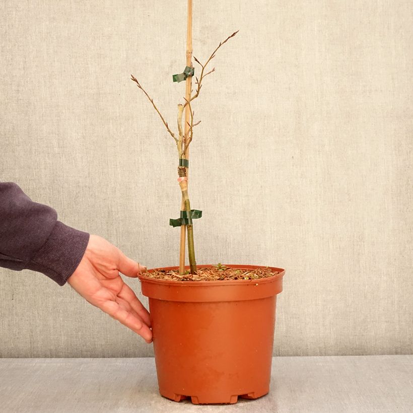 Spécimen de Fagus sylvatica Sandrode - Hêtre nain Pot de 4L/5L tel que livré au printemps