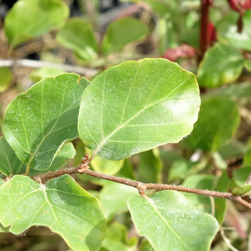 Fagus sylvatica Skrzat - Hêtre nain (Foliage)