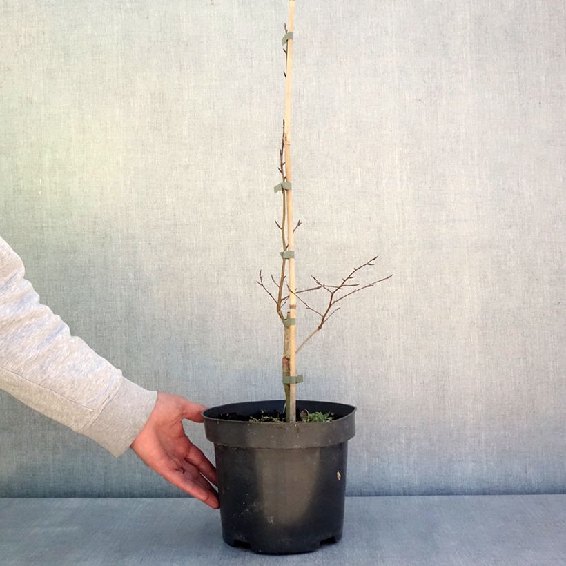 Example of Fagus sylvatica Skrzat - Hêtre nain Pot de 4L/5L as you get in printemps