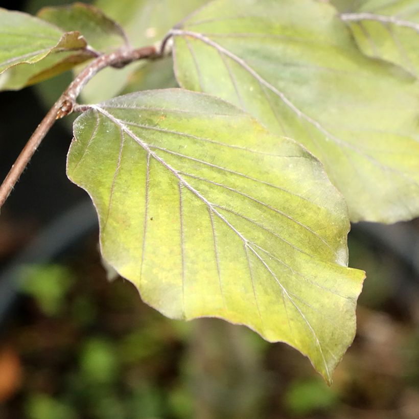 Fagus sylvatica Swat Magret - Hêtre pourpre (Foliage)