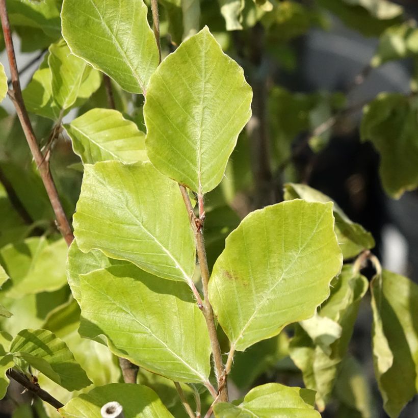 Fagus sylvatica Viridivariegata - Hêtre commun panaché de vert (Foliage)