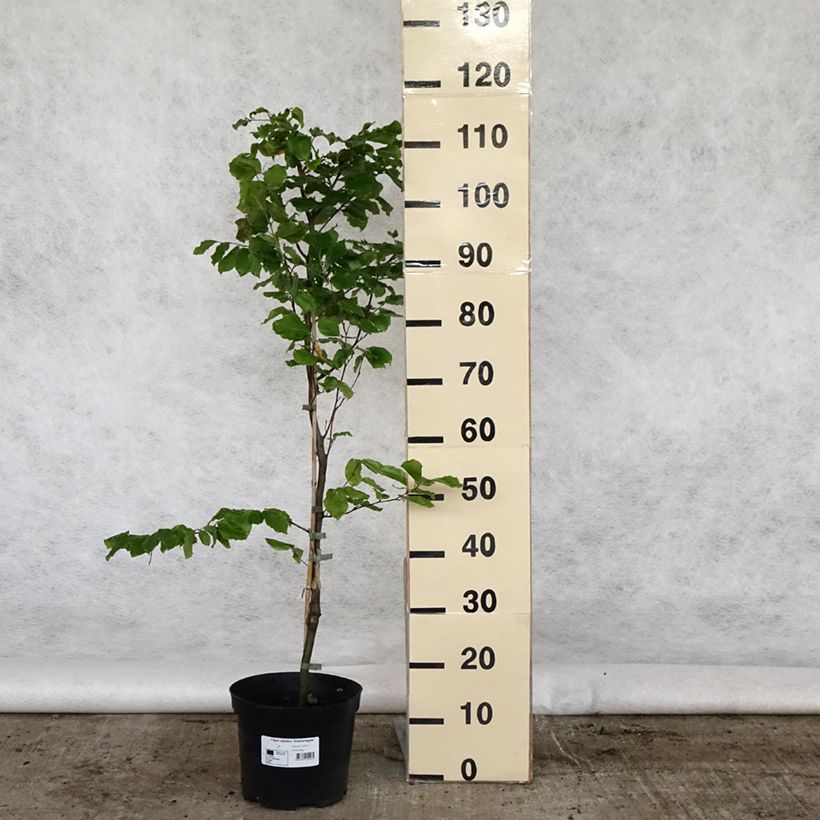 Example of Fagus sylvatica Viridivariegata - Hêtre commun panaché de vert Pot de 4L/5L as you get in printemps