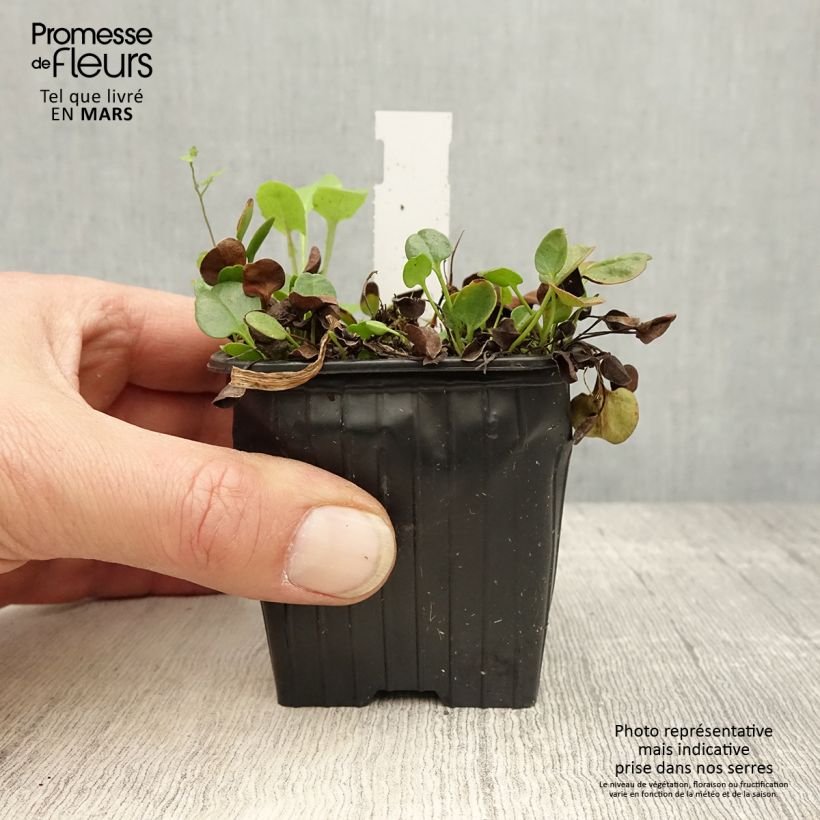 Example of Falkia repens - Petites oreilles Godet de 8/9 cm as you get in printemps