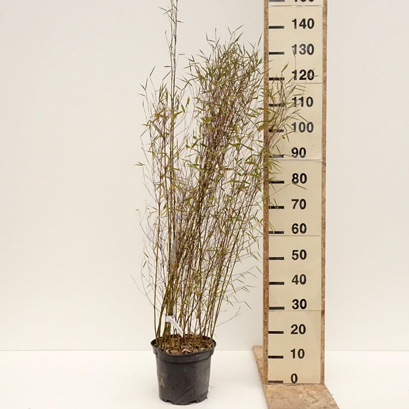 Spécimen de Fargesia Malachite Monkeys - Bambou non traçant Pot de 7,5L/10L tel que livré en hiver