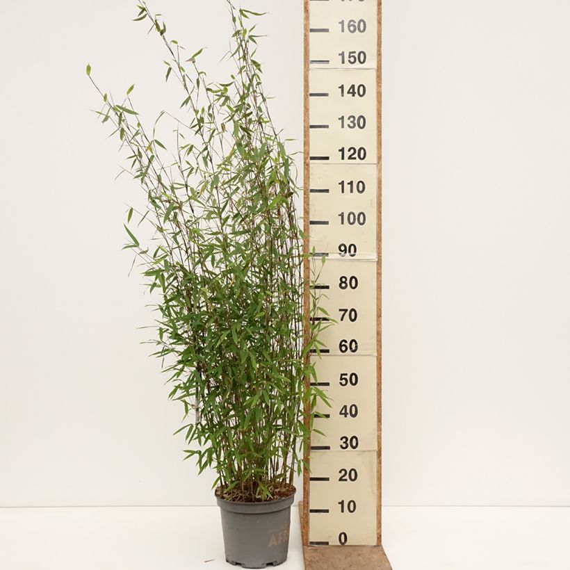 Spécimen de Fargesia Malachite Monkeys - Bambou non traçant Pot de 7,5L/10L tel que livré au printemps