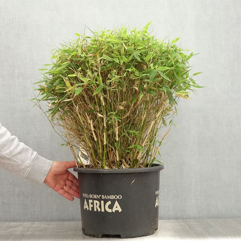 Example of Fargesia Moontears - Bambou non traçant Pot de 12L/15L, Boule, Boule de 40/50 cm de diamètre as you get in printemps