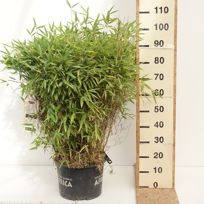 Spécimen de Fargesia Moontears - Bambou non traçant Pot de 12L/15L, Boule, Boule de 40/50 cm de diamètre tel que livré en été