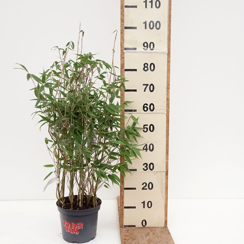 Spécimen de Fargesia murielae Blue Lizard - Bambou non traçant Pot de 4L/5L tel que livré en hiver