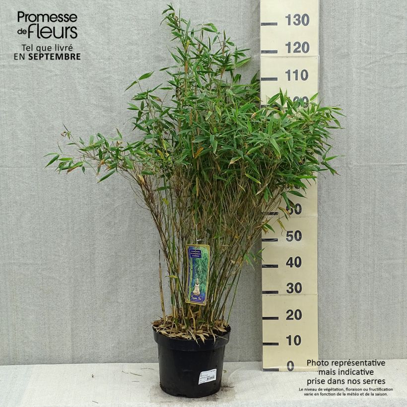 Spécimen de Fargesia murielae Dino - Bambou non traçant Pot de 7,5L/10L tel que livré en automne